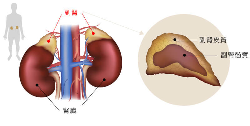 副腎 腎臓 副腎皮質 副腎髄質