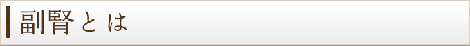 副腎とは