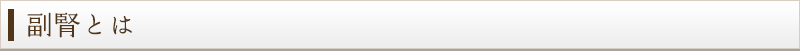 副腎とは